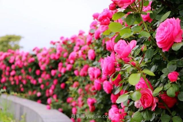 淮安初夏，從一場驚艷的月季花海開始！(圖1)