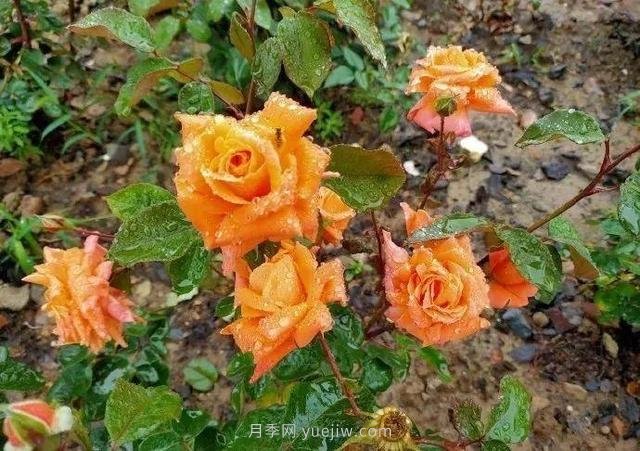 淮安初夏，從一場驚艷的月季花海開始！(圖5)
