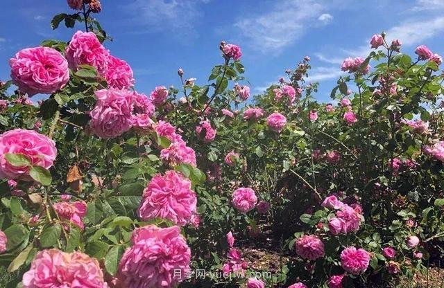 淮安初夏，從一場驚艷的月季花海開始！(圖6)