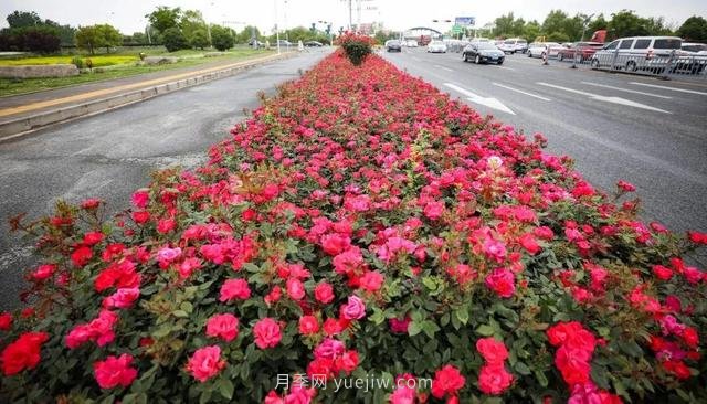 淮安初夏，從一場驚艷的月季花海開始！(圖7)