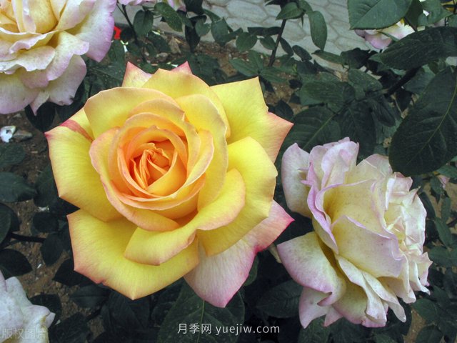 養(yǎng)花高手的5個好習(xí)慣，月季特別受用(圖1)