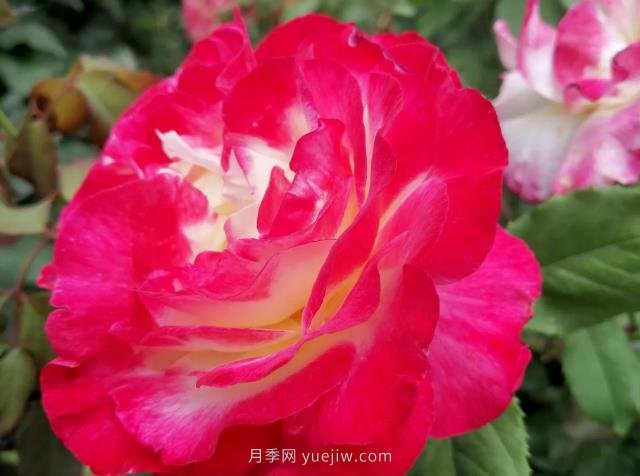 紅雙喜月季， 一聽名字就帶著喜慶(圖2)