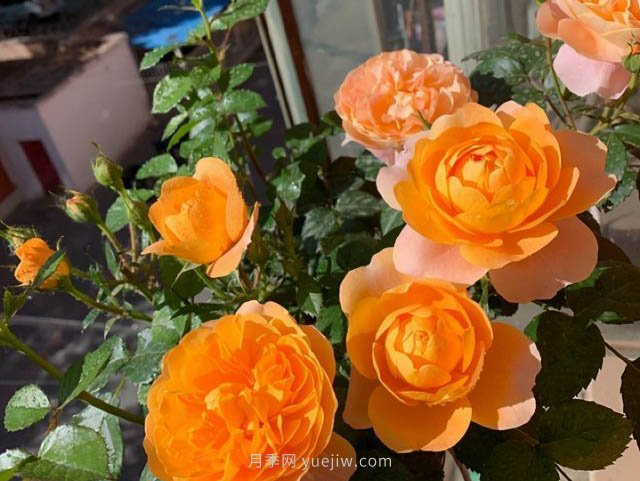 推薦適合夏天養(yǎng)的5種月季花，花量大不怕曬(圖2)
