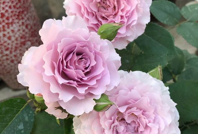 推薦適合夏天養(yǎng)的5種月季花，花量大不怕曬(圖5)