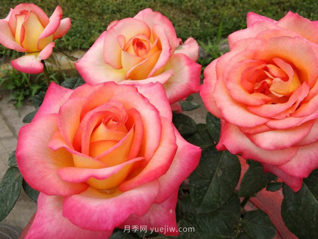 彩云月季，優(yōu)秀灌木大花月季，四季開花庭院必養(yǎng)(圖3)