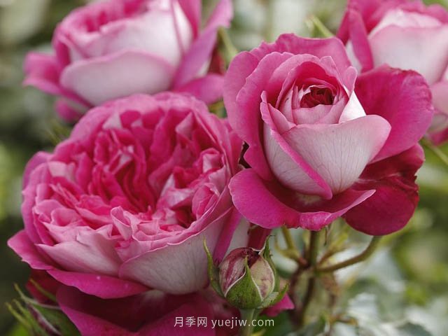 美心月季，古典月季和現代風格的創(chuàng)造性結合(圖1)