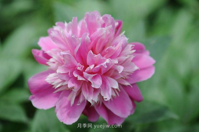 林下耐陰的中藥材有哪些？推薦4種(圖1)