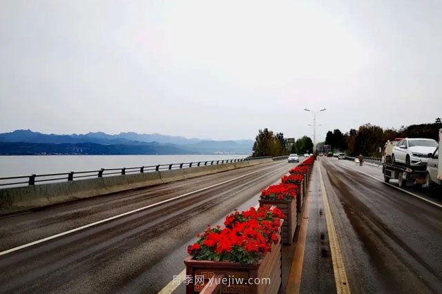 洛陽嵩縣月季美化，使公路變成了靚麗的風(fēng)景線(圖2)