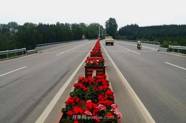 洛陽嵩縣月季美化，使公路變成了靚麗的風(fēng)景線(圖1)
