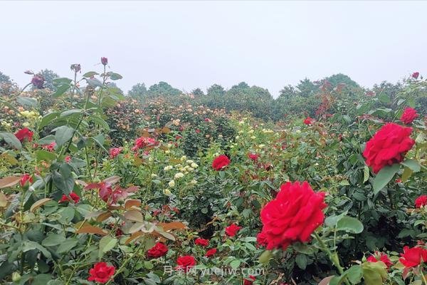 打卡南陽(yáng)這片月季花海 看“花經(jīng)濟(jì)”撬動(dòng)城市新發(fā)展(圖1)