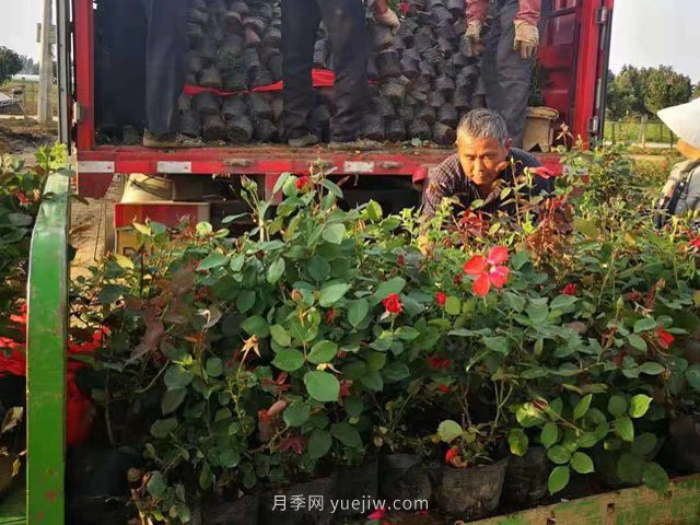 夏季工程綠化不適合種月季苗！不存在！做好5點成活率不用擔心(圖2)