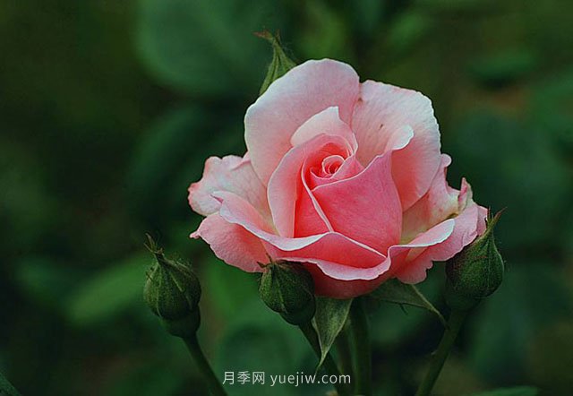 月季花需要在什么時(shí)候扦插？扦插的辦法有哪些？(圖1)