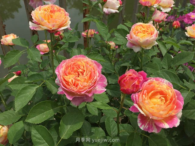月季缺肥的現(xiàn)象是什么？如何給月季補(bǔ)充肥料？(圖1)
