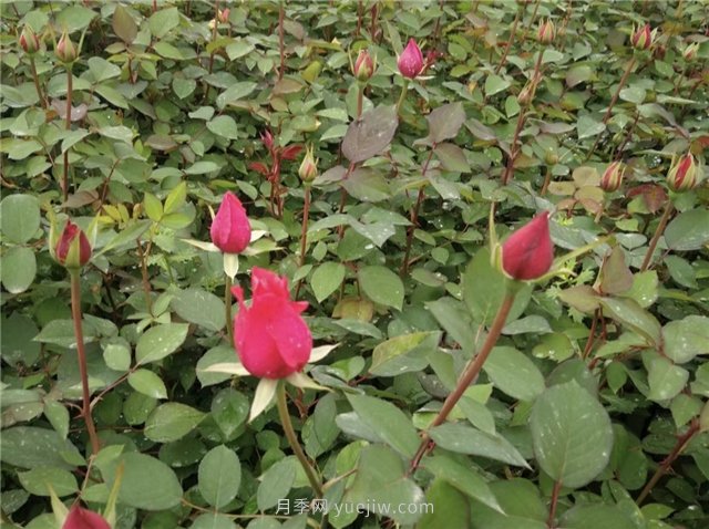 月季扦插發(fā)芽要掐掉嗎？(圖1)