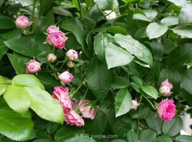 天狼家胭脂扣月季，花友反饋很贊(圖2)