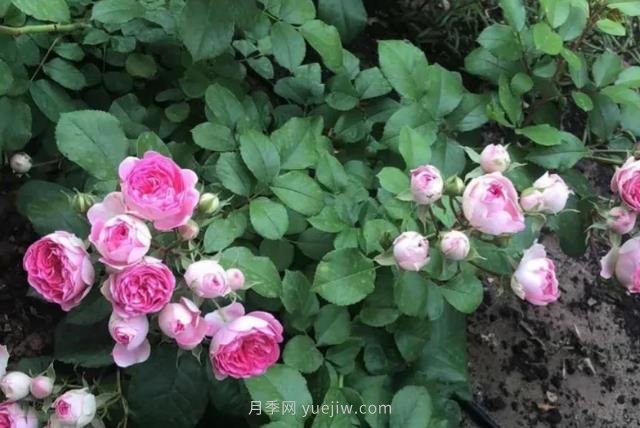 天狼家胭脂扣月季，花友反饋很贊(圖3)