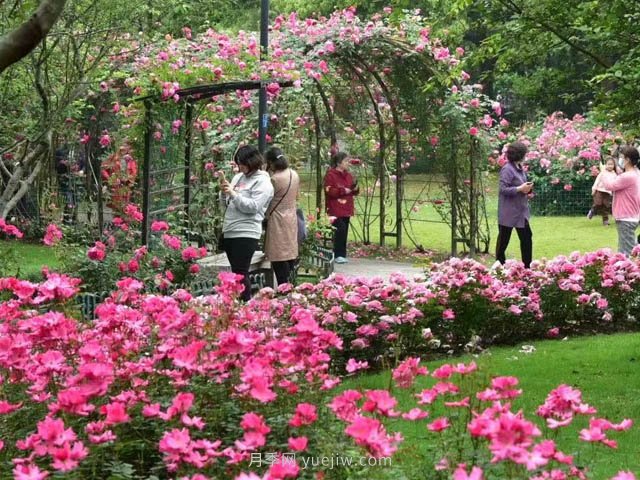 夏天月季花要虐著養(yǎng)，才能催花爆筍快(圖1)