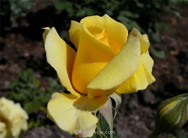 北京街頭萬千姿態(tài)的月季花，你喜歡哪一個(圖2)