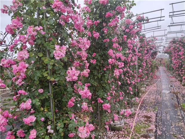 爬墻植物大集合，讓你的庭院瞬間高大上(圖1)