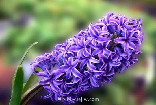 風(fēng)信子什么時(shí)候種植比較好？(圖1)