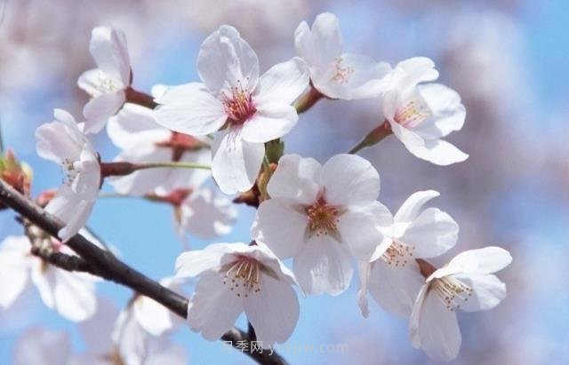 櫻花一般開(kāi)多久？櫻花一般持續(xù)多久？  5號(hào)網(wǎng)版權(quán)所有(圖1)
