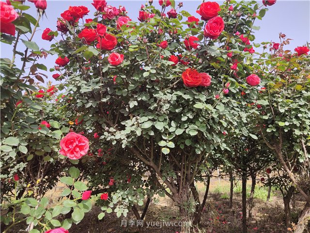 樹(shù)狀月季從有花苞到開(kāi)花需要多久？(圖1)