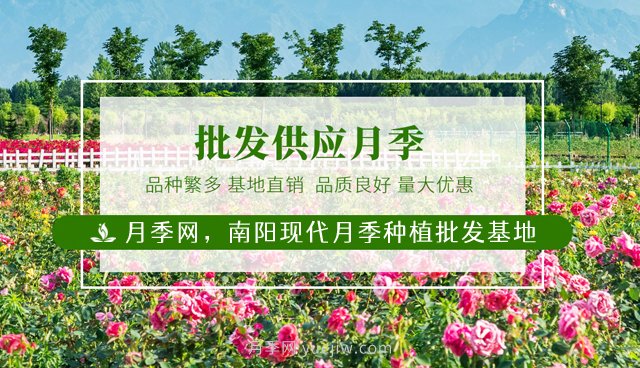 月季必知的養(yǎng)護管理基本條件(圖3)