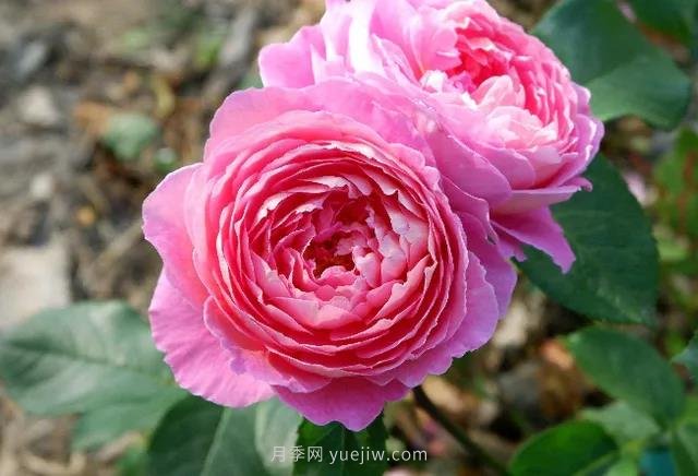 夏季月季如何保持開花？除了澆水，還需做好3件事(圖1)