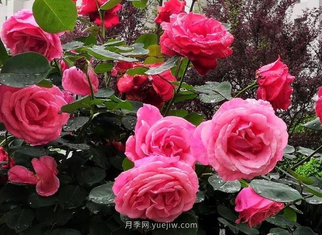 晚春唐詩玫瑰6首：折得玫瑰花一朵，憑君簪向鳳凰釵(圖2)