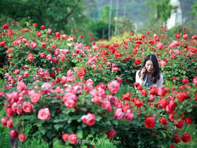 月季為什么叫月季？常見的花花草草名字是這樣來(lái)的(圖1)