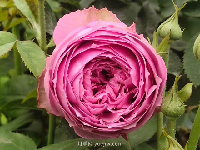 玫瑰，永恒不變的經(jīng)典(圖1)