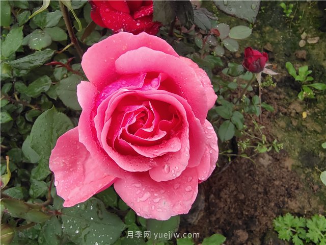 春夏秋冬月季種植指南，月季什么時候種植***好對比(圖1)