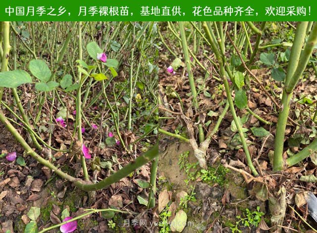 春夏秋冬月季種植指南，月季什么時候種植***好對比(圖2)