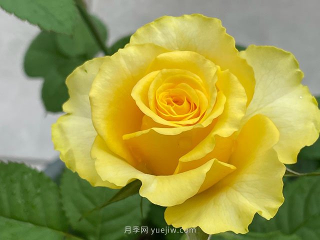 貝殼月季，黃色月季里的代表作和佼佼者(圖2)