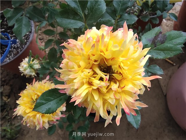 月季產(chǎn)地在哪？月季品種有哪些代表品類？(圖1)