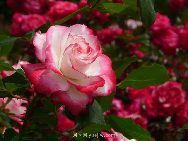 綠地率和綠化率的區(qū)別！(圖1)