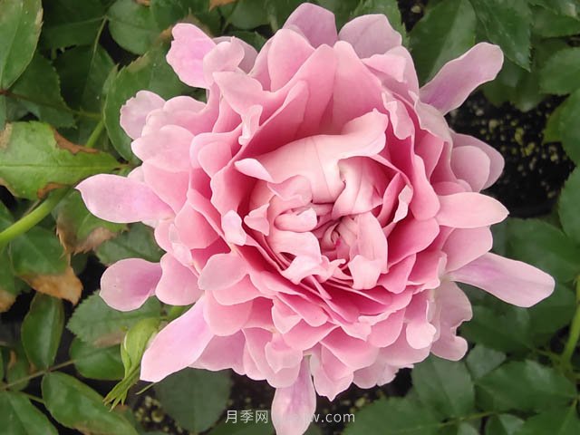 夏日炎炎，苗木日灼傷了怎么辦？(圖1)