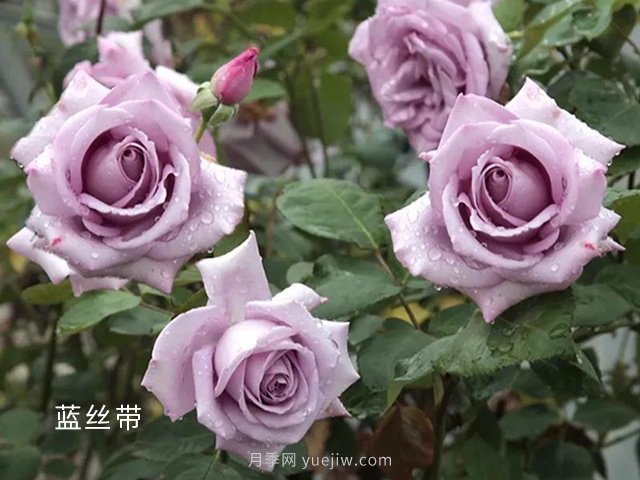 夏季要預(yù)防月季病害，6種苗木病害防治方法(圖1)