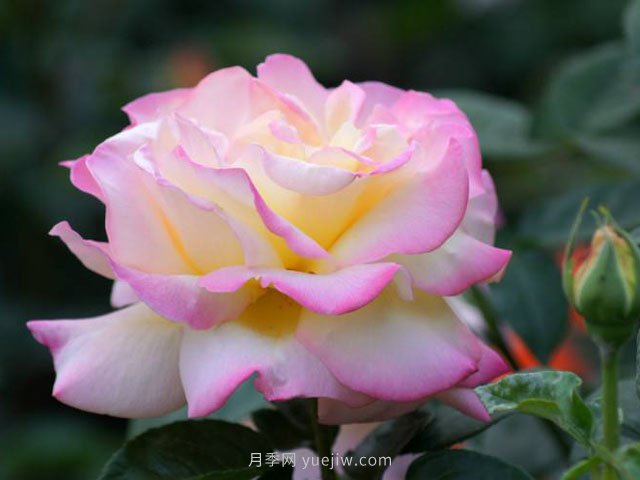 6種花卉入手有“黃金時間”，別選錯(圖1)
