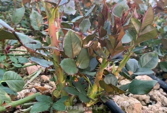 月季長筍芽，有3喜3怕，順著養(yǎng)才能冒粗筍(圖1)