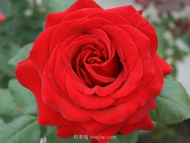 有沒(méi)有月季大神，集齊這10種顏色的月季花(圖1)
