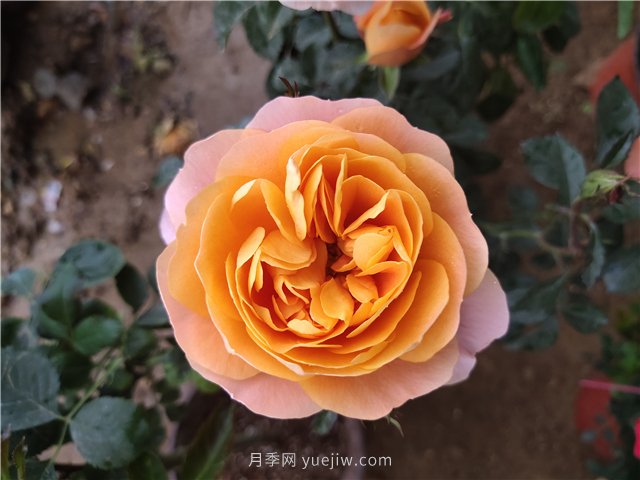 有沒(méi)有月季大神，集齊這10種顏色的月季花(圖2)