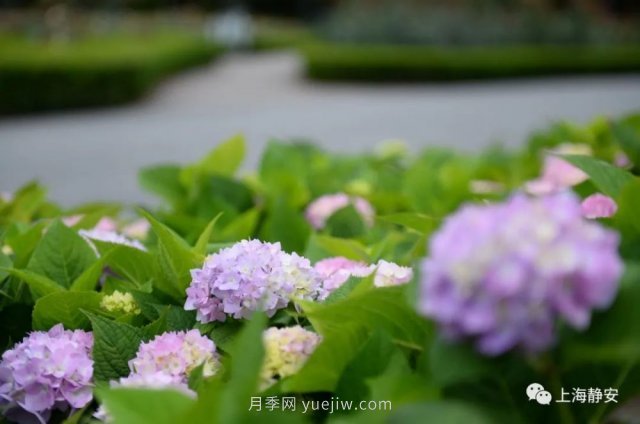 上海靜安區(qū)白遺橋公園5000余株月季盛放！位置在這(圖4)