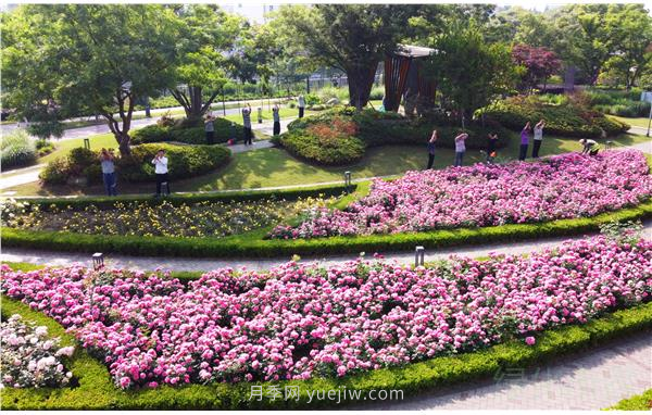 上海靜安區(qū)白遺橋公園5000余株月季盛放！位置在這(圖3)