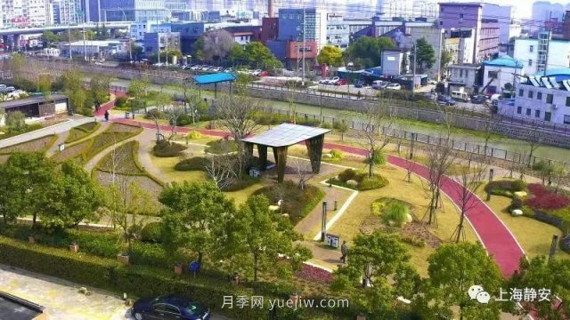 上海靜安區(qū)白遺橋公園5000余株月季盛放！位置在這(圖5)