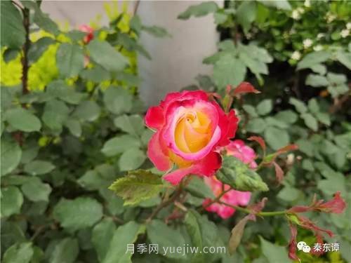 市花月季扮靚陜西渭南，朝陽(yáng)大街成了鮮花大道(圖6)