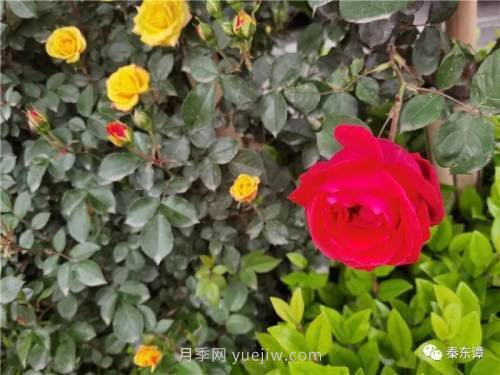 市花月季扮靚陜西渭南，朝陽(yáng)大街成了鮮花大道(圖3)
