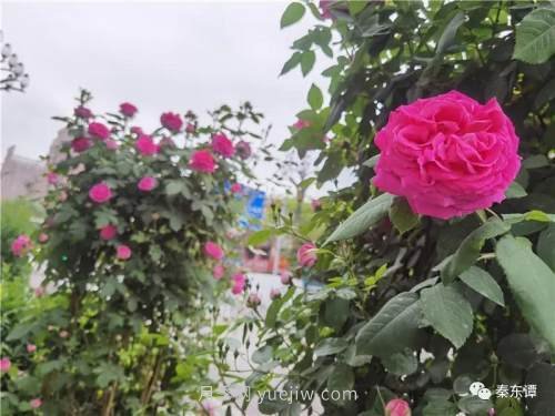 市花月季扮靚陜西渭南，朝陽(yáng)大街成了鮮花大道(圖2)