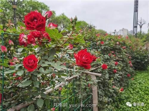 市花月季扮靚陜西渭南，朝陽(yáng)大街成了鮮花大道(圖7)
