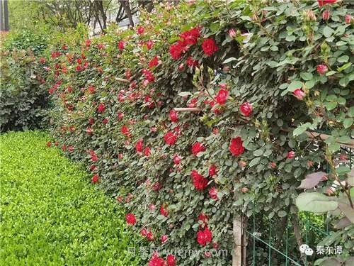 市花月季扮靚陜西渭南，朝陽(yáng)大街成了鮮花大道(圖4)